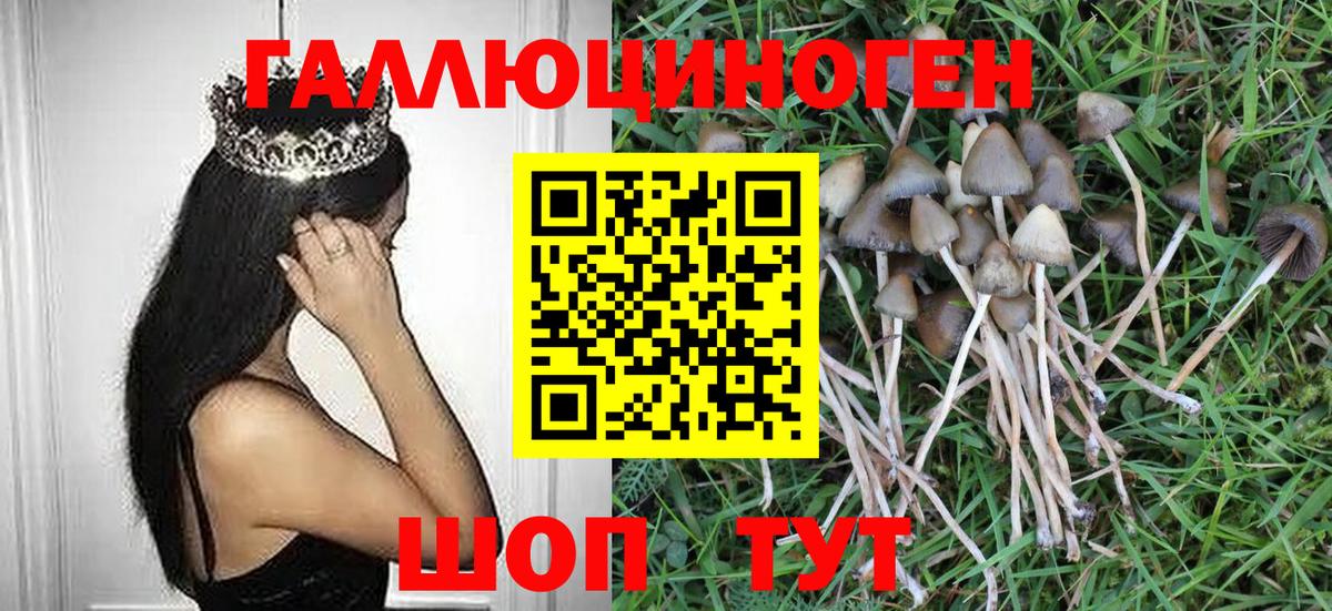 Курчалой  Псилоцибиновые грибы прущие грибы  где найти   Вход с VPN 